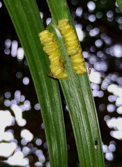 Eurytominae