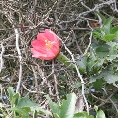 Passiflora mixta