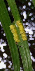 Eurytominae