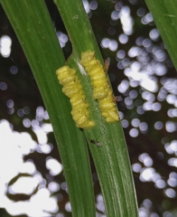 Eurytominae