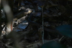 Coluber constrictor paludicola
