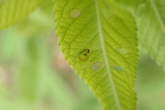 Tenthredinoidea