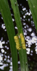 Eurytominae