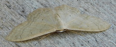 Idaea