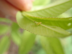 Tenthredinoidea