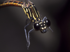Rhinocypha pagenstecheri timorana