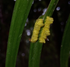 Eurytominae