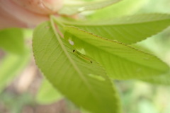 Tenthredinoidea
