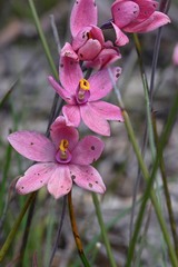 Thelymitra × macmillanii