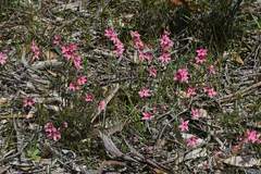 Thelymitra × macmillanii