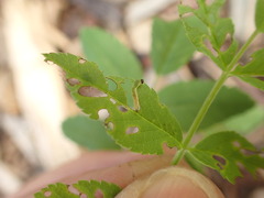 Tenthredinoidea