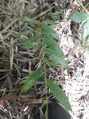 Oplismenus compositus