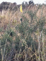 Colletia spinosissima