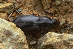 Pseudoophonus
