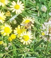 Eristalis tenax