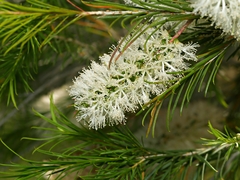 Melaleuca armillaris