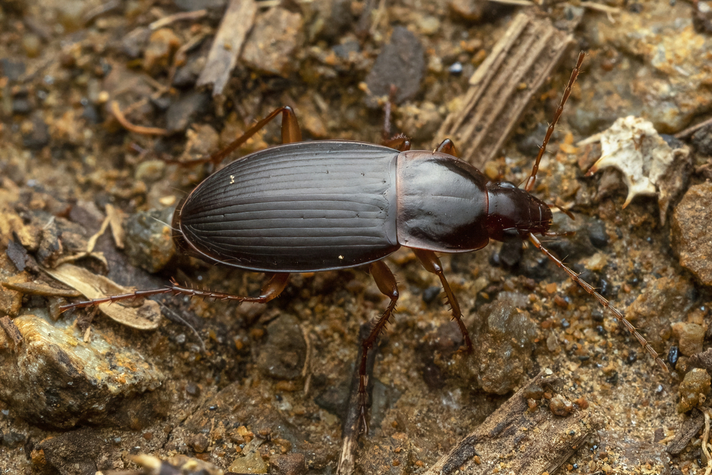 Calathus gregarius
