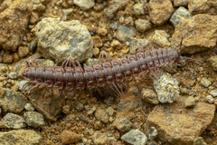 Pseudopolydesmus