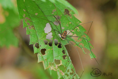 Leiobunum