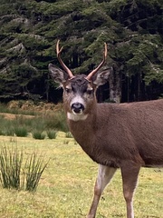 Odocoileus hemionus sitkensis
