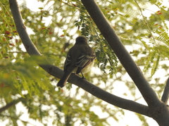 Empidonax