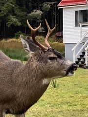 Odocoileus hemionus sitkensis
