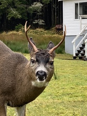 Odocoileus hemionus sitkensis