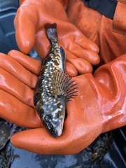 Hexagrammos stelleri