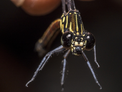 Rhinocypha pagenstecheri timorana