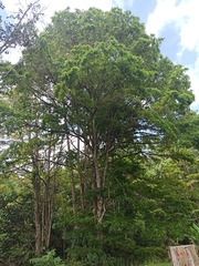 Terminalia amazonia