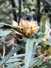 Oxylobium ellipticum