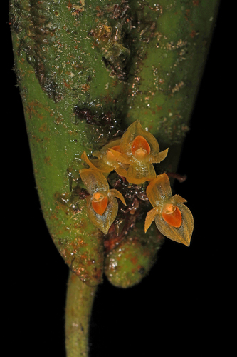 double-edged lance pleurothallis (Pleurothallis dibolia)