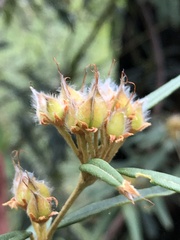 Oxylobium ellipticum