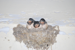 Hirundo rustica