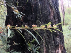 Oxylobium ellipticum