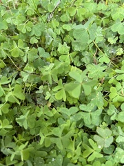 Oxalis dillenii
