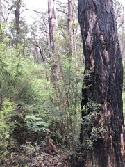 Oxylobium ellipticum