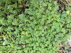 Oxalis dillenii