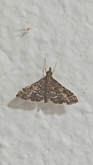 Steniodes declivalis