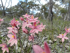 Thelymitra × macmillanii