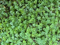 Oxalis dillenii