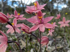 Thelymitra × macmillanii