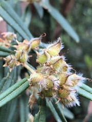 Oxylobium ellipticum