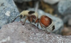 Dasymutilla sicheliana