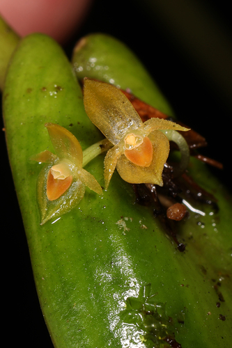 Pleurothallis dibolia, photograph 1