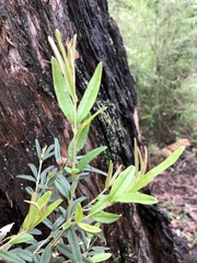 Oxylobium ellipticum