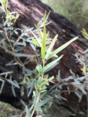 Oxylobium ellipticum