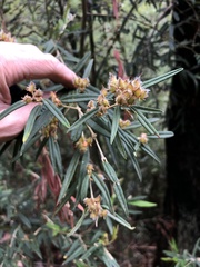 Oxylobium ellipticum