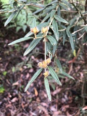 Oxylobium ellipticum