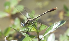 Arigomphus lentulus